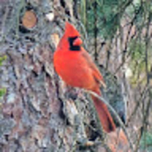 Meet your Posher, Christi